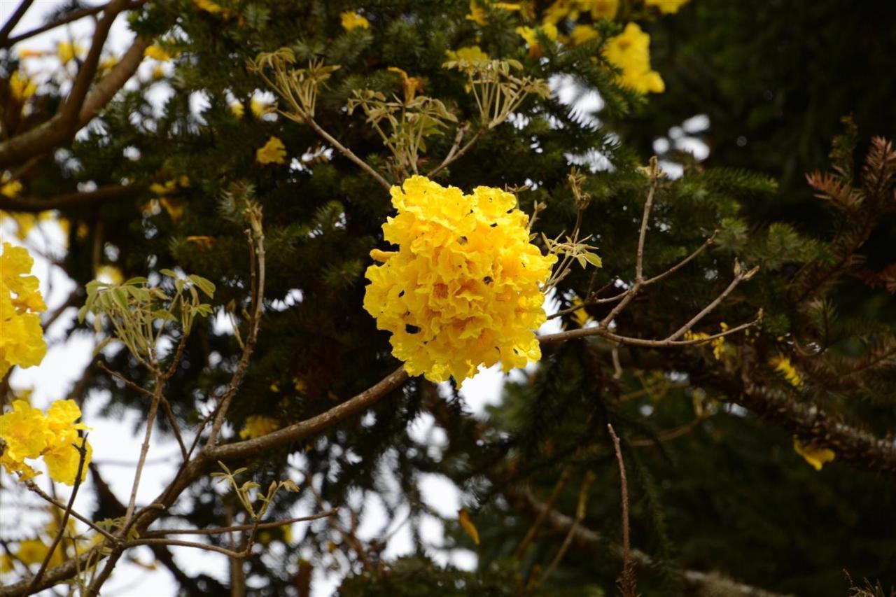 Quintal Araucarias